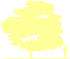Пиктограмма: форма кроны, высота, габитус (habitus) орех маньчжурский (juglans mandshurica}), типовой вид