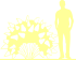 Пиктограмма: форма кроны, высота, биоформа, габитус, habitus, гортензия метельчатая (hydrangea paniculata) 'magical mont blanc'