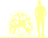 Пиктограмма: форма кроны, высота, биоформа, габитус, habitus, гортензия метельчатая (hydrangea paniculata) 'pastelgreen rencolor'