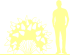 Пиктограмма: форма кроны, высота, биоформа, габитус, habitus, гортензия метельчатая (hydrangea paniculata) 'silver dollar'