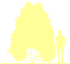 Пиктограмма: форма кроны, высота, биоформа, габитус, habitus, магнолия Суланжа (magnolia soulangeana) 'cleopatra'