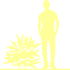 Пиктограмма: форма кроны, высота, биоформа, габитус, habitus, пузыреплодник калинолистный (physocarpus opulifolius) 'little joker'