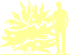 Пиктограмма: форма кроны, высота, биоформа, габитус, habitus, пузыреплодник калинолистный (physocarpus opulifolius) 'zdechovice'