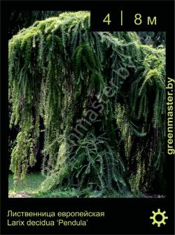 Изображение: лиственница европейская (larix decidua) 'pendula'