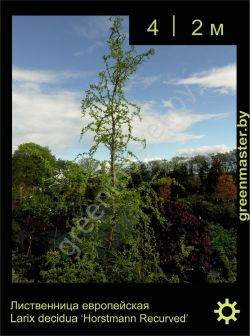 Изображение: лиственница европейская (larix decidua) 'horstmann recurved'