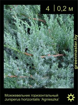 Изображение: можжевельник горизонтальный (juniperus horizontalis) 'agnieszka'