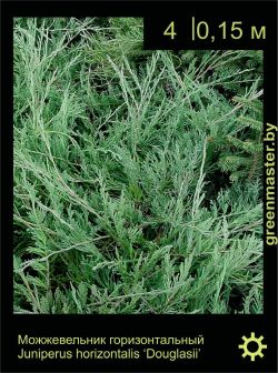 Изображение: можжевельник горизонтальный (juniperus horizontalis) 'douglasii'
