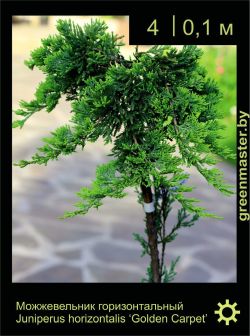 Изображение: можжевельник горизонтальный (juniperus horizontalis) 'golden carpet'
