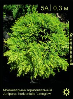 Изображение: можжевельник горизонтальный (juniperus horizontalis) 'limeglow'