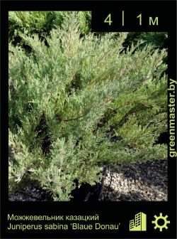 Изображение: можжевельник казацкий (juniperus sabina) 'blaue donau'