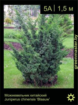 Изображение: можжевельник китайский (juniperus chinensis) 'blaauw'