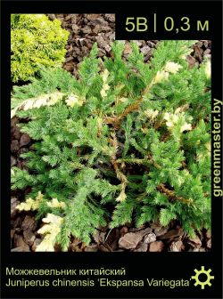 Изображение: можжевельник китайский (juniperus chinensis) 'expansa variegata'
