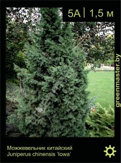 Изображение: можжевельник китайский (juniperus chinensis) 'iowa'
