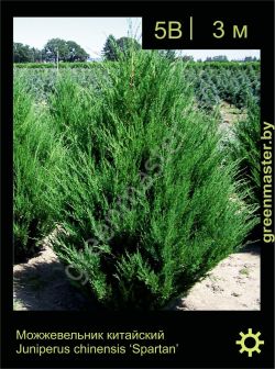 Изображение: можжевельник китайский (juniperus chinensis) 'spartan'