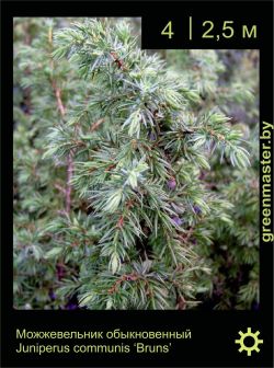 Изображение: можжевельник обыкновенный (juniperus communis) 'bruns'