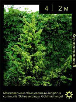 Изображение: можжевельник обыкновенный (juniperus communis) 'schneverdinger goldmachangel'