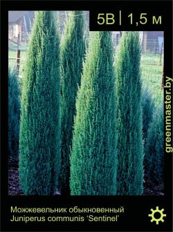 Изображение: можжевельник обыкновенный (juniperus communis) 'sentinel'