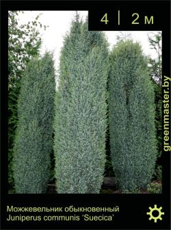 Изображение: можжевельник обыкновенный (juniperus communis) 'suecica'
