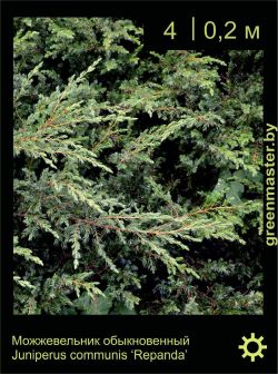 Изображение: можжевельник обыкновенный (juniperus communis) 'repanda'