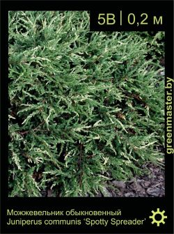 Изображение: можжевельник обыкновенный (juniperus communis) 'spotty spreader'
