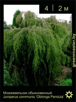 Изображение: можжевельник обыкновенный (juniperus communis) 'oblonga pendula'