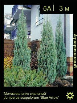 Изображение: можжевельник скальный (juniperus scopulorum) 'blue arrow'