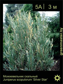 Изображение: можжевельник скальный (juniperus scopulorum) 'silverstar'
