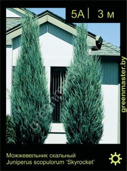 Изображение: можжевельник скальный (juniperus scopulorum) 'skyrocket'