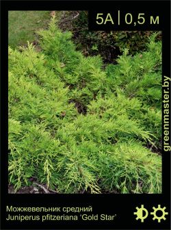 Изображение: можжевельник средний (juniperus × pfitzeriana) 'gold star'