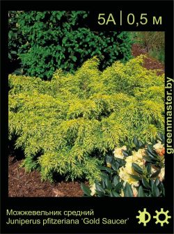 Изображение: можжевельник средний (juniperus × pfitzeriana) 'gold saucer'