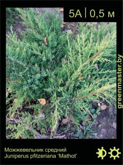 Изображение: можжевельник средний (juniperus × pfitzeriana) 'mathot'