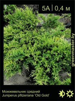 Изображение: можжевельник средний (juniperus × pfitzeriana) 'old gold'