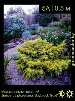 Изображение: можжевельник средний (juniperus × pfitzeriana) 'saybrook gold'