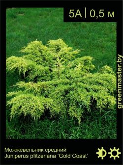 Изображение: можжевельник средний (juniperus × pfitzeriana) 'gold coast'