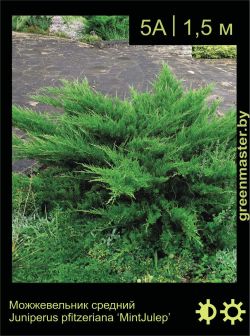 Изображение: можжевельник средний (juniperus × pfitzeriana) 'mint julep'