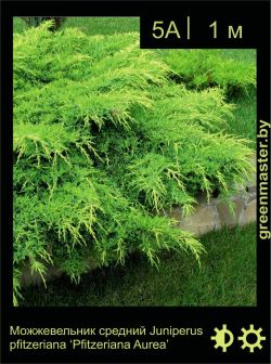 Изображение: можжевельник средний (juniperus × pfitzeriana) 'pfitzeriana aurea'