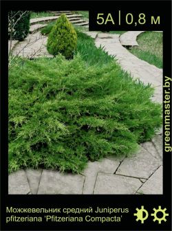 Изображение: можжевельник средний (juniperus × pfitzeriana) 'pfitzeriana compacta'