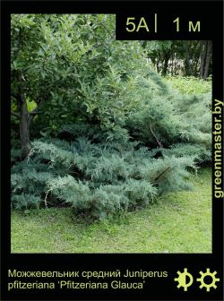 Изображение: можжевельник средний (juniperus × pfitzeriana) 'pfitzeriana glauca'