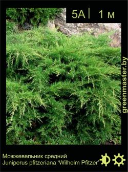 Изображение: можжевельник средний (juniperus × pfitzeriana) 'wilhelm pfitzer'