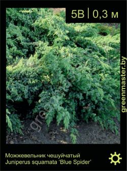Изображение: можжевельник чешуйчатый (juniperus squamata) 'blue spider'