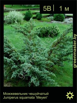 Изображение: можжевельник чешуйчатый (juniperus squamata) 'meyeri'