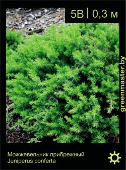Изображение: можжевельник прибрежный (juniperus conferta)