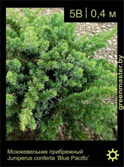Изображение: можжевельник прибрежный (juniperus conferta) 'blue pacific'