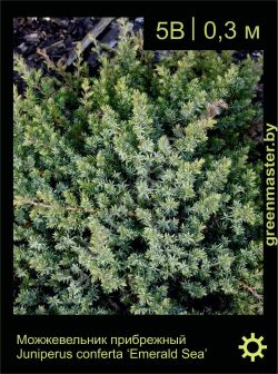 Изображение: можжевельник прибрежный (juniperus conferta) 'emerald sea'