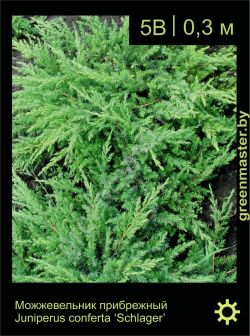 Изображение: можжевельник прибрежный (juniperus conferta) 'schlager'