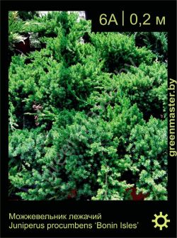 Изображение: можжевельник лежачий (juniperus procumbens) 'bonin isles'