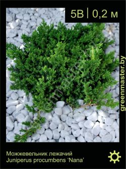 Изображение: можжевельник лежачий (juniperus procumbens) 'nana'