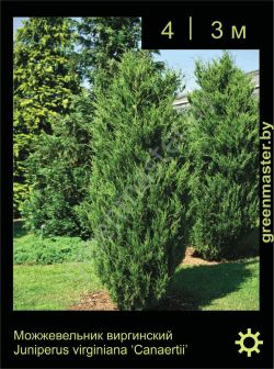 Изображение: можжевельник виргинский (juniperus virginiana) 'canaertii'