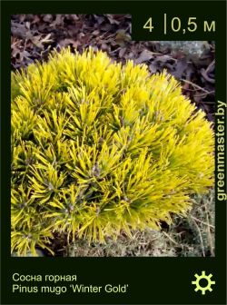 Изображение: сосна горная (pinus mugo) 'winter gold'