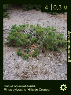Изображение: сосна обыкновенная (pinus sylvestris) 'hillside creeper'